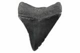 Serrated, Juvenile Megalodon Tooth - South Carolina #362204-1